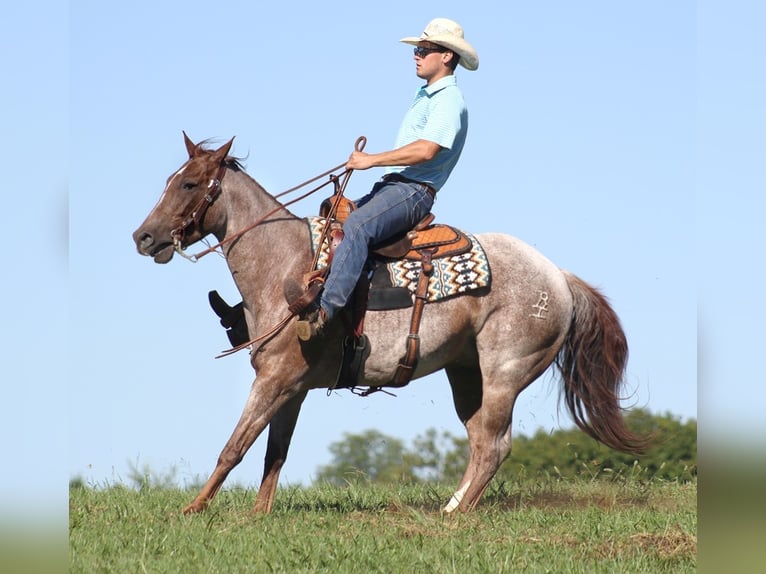 American Quarter Horse Wałach 16 lat Kasztanowatodereszowata in Mount Vernon Ky