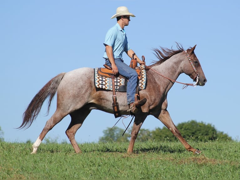 American Quarter Horse Wałach 16 lat Kasztanowatodereszowata in Mount Vernon Ky