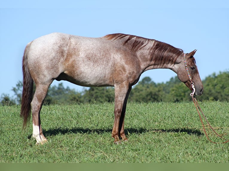 American Quarter Horse Wałach 16 lat Kasztanowatodereszowata in Mount Vernon Ky