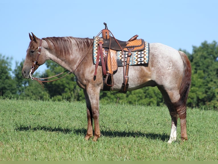 American Quarter Horse Wałach 16 lat Kasztanowatodereszowata in Mount Vernon Ky