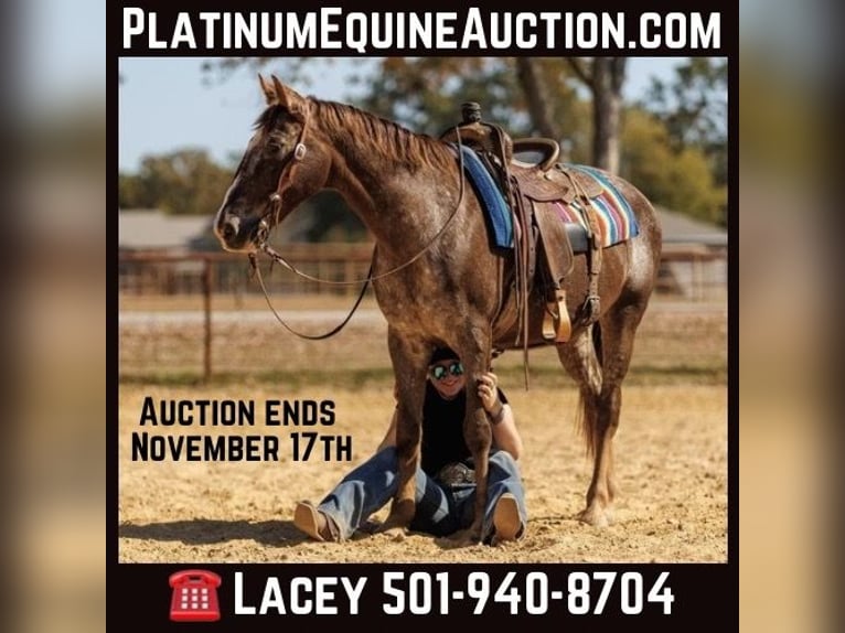 American Quarter Horse Wałach 17 lat 145 cm Kasztanowatodereszowata in Quitman AR