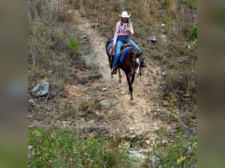 American Quarter Horse Wałach 17 lat 145 cm Kasztanowatodereszowata in Quitman AR