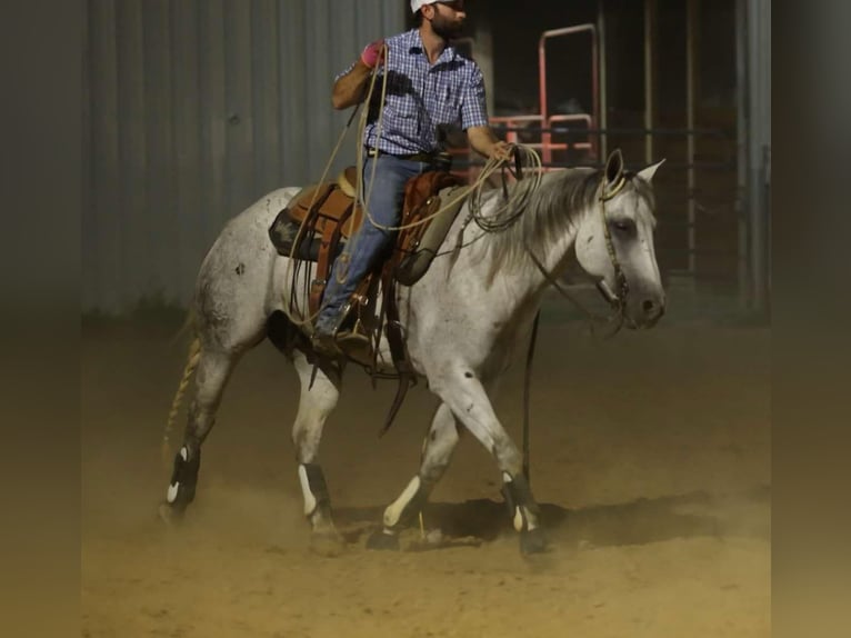 American Quarter Horse Wałach 17 lat 147 cm Siwa in Quitman AR