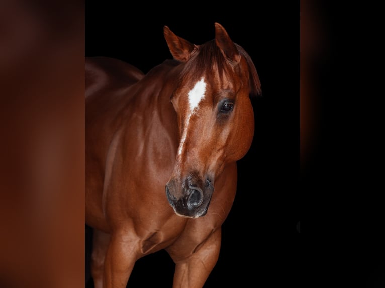 American Quarter Horse Wałach 17 lat 148 cm Kasztanowata in Schinveld