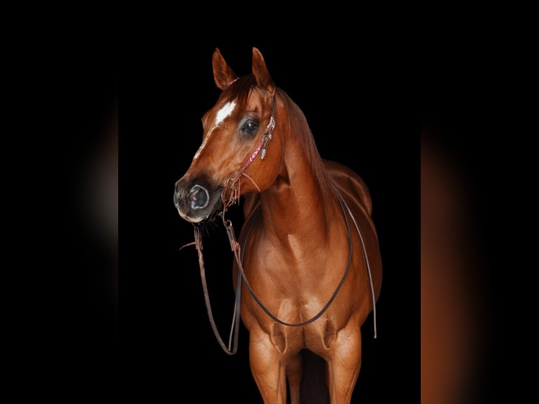 American Quarter Horse Wałach 17 lat 148 cm Kasztanowata in Schinveld
