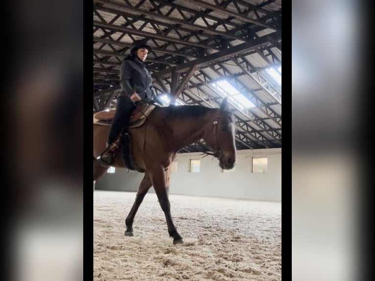 American Quarter Horse Wałach 17 lat 150 cm Gniada in PforzheimPforzheim