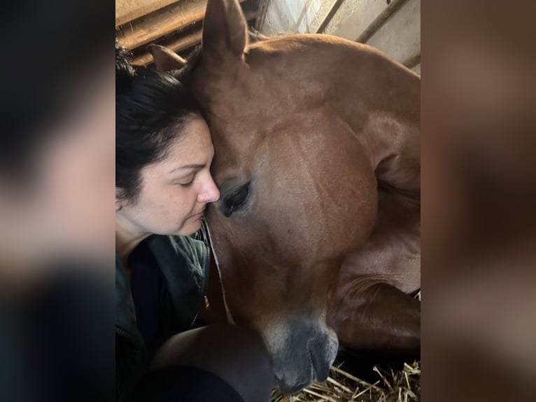 American Quarter Horse Wałach 17 lat 150 cm Gniada in PforzheimPforzheim