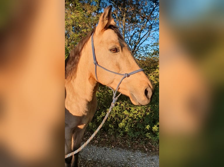 American Quarter Horse Wałach 17 lat 150 cm Jelenia in Freilassing