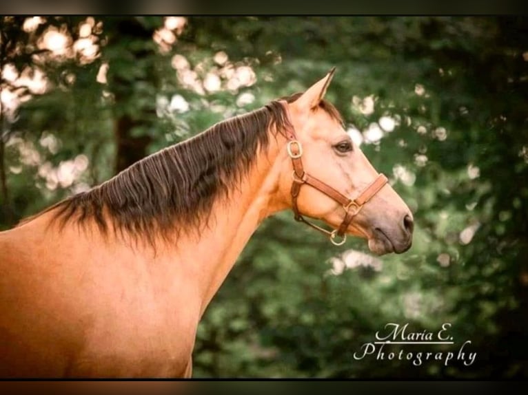 American Quarter Horse Wałach 17 lat 150 cm Jelenia in Freilassing