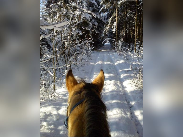 American Quarter Horse Wałach 17 lat 150 cm Jelenia in Freilassing