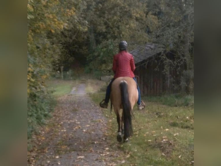 American Quarter Horse Wałach 17 lat 150 cm Jelenia in Freilassing