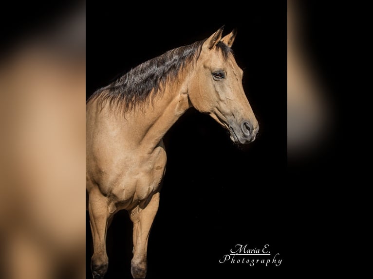American Quarter Horse Wałach 17 lat 150 cm Jelenia in Freilassing