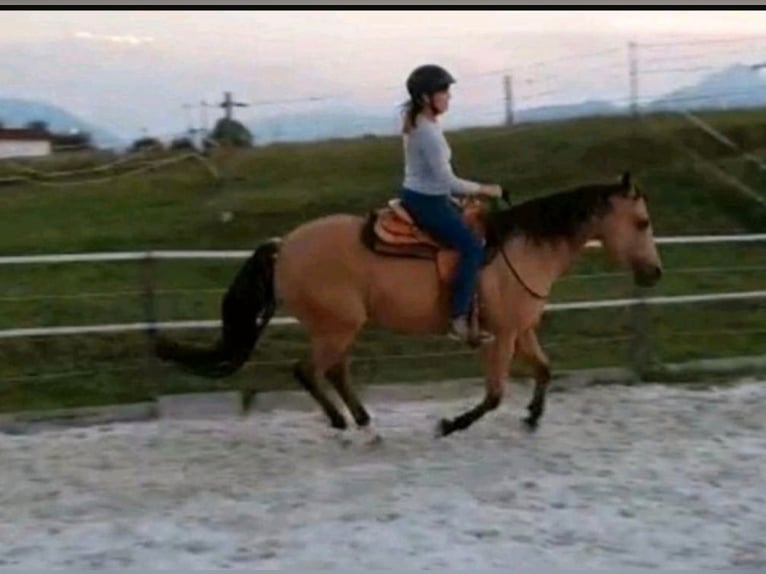 American Quarter Horse Wałach 17 lat 150 cm Jelenia in Freilassing