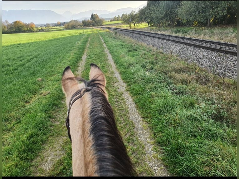 American Quarter Horse Wałach 17 lat 150 cm Jelenia in Freilassing
