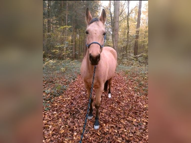 American Quarter Horse Wałach 17 lat 150 cm Jelenia in Freilassing