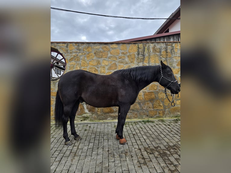 American Quarter Horse Wałach 17 lat 150 cm Kara in Linda