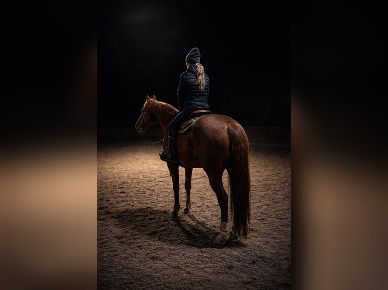 American Quarter Horse Wałach 17 lat 150 cm Kasztanowata in Bad Soden-Salmünster