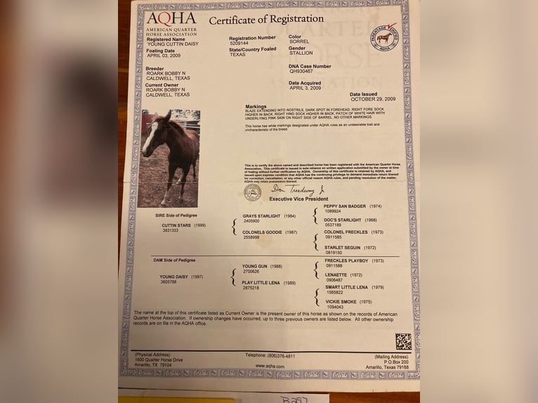 American Quarter Horse Wałach 17 lat 152 cm Ciemnokasztanowata in Cherryville NC