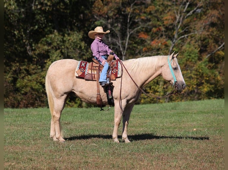 American Quarter Horse Wałach 17 lat 152 cm Izabelowata in Brodhead