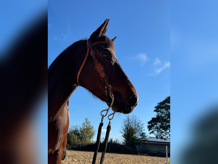 American Quarter Horse Wałach 17 lat 155 cm Ciemnogniada in Flensburg