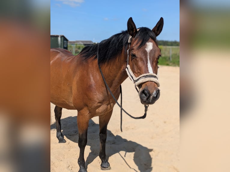 American Quarter Horse Wałach 17 lat 155 cm Ciemnogniada in Flensburg