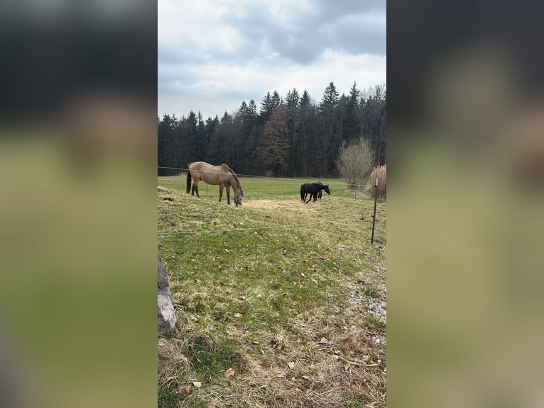 American Quarter Horse Wałach 17 lat 156 cm Bułana in Regau