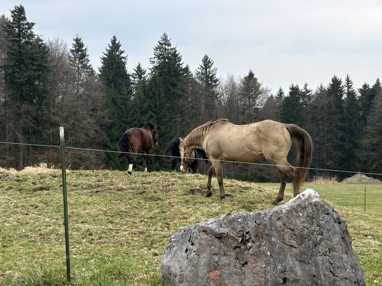 American Quarter Horse Wałach 17 lat 156 cm Bułana in Regau