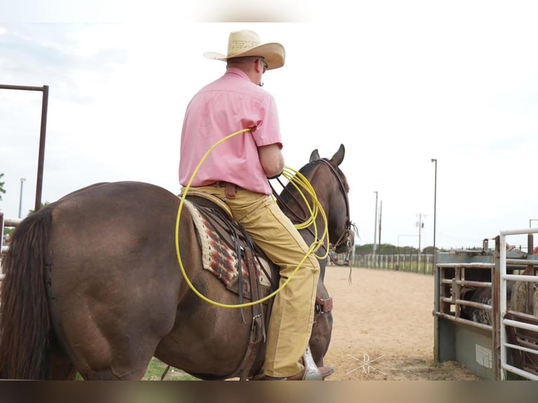 American Quarter Horse Wałach 17 lat 165 cm Gniada in Weatherford, TX