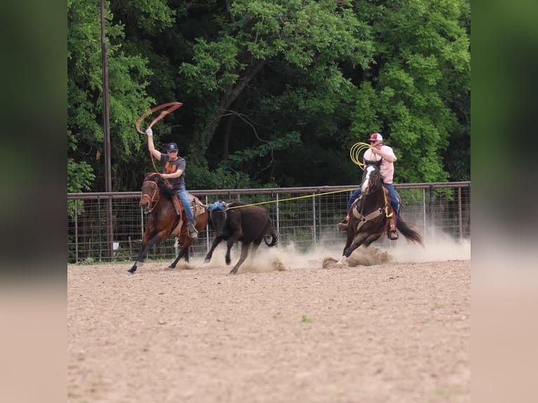 American Quarter Horse Wałach 17 lat 165 cm Gniada in Weatherford, TX