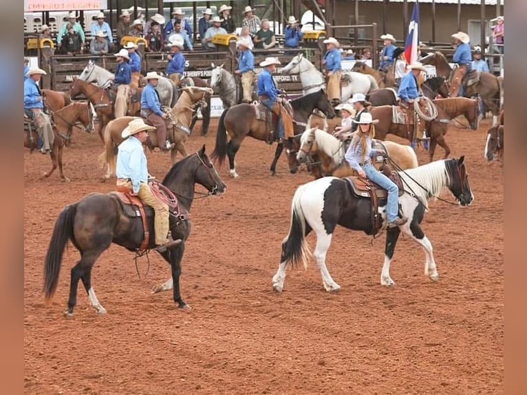American Quarter Horse Wałach 17 lat 165 cm Gniada in Weatherford, TX