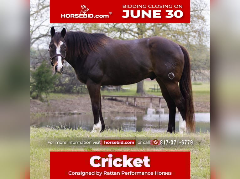 American Quarter Horse Wałach 17 lat 165 cm Gniada in Weatherford, TX