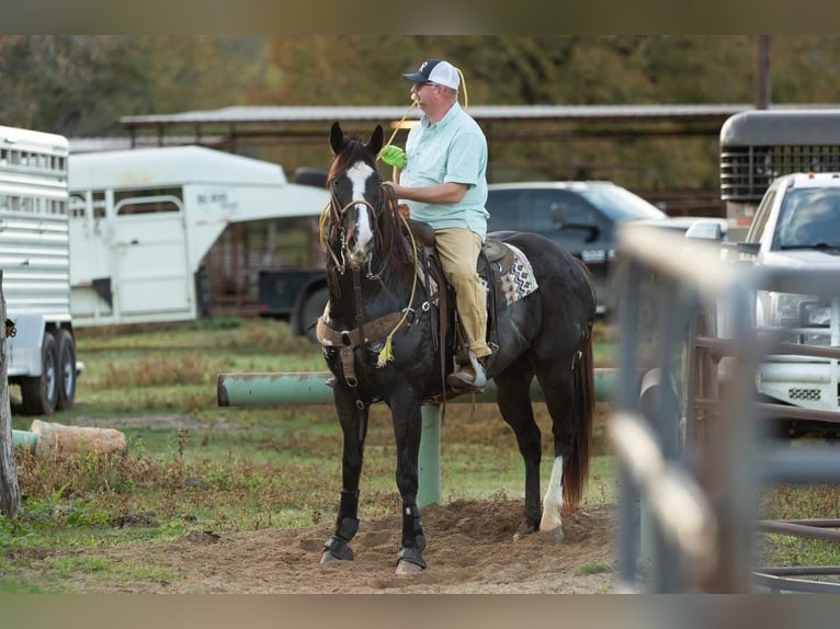 American Quarter Horse Wałach 17 lat 165 cm Gniada in Weatherford, TX