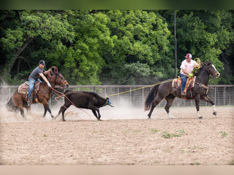 American Quarter Horse Wałach 17 lat 165 cm Gniada in Weatherford, TX