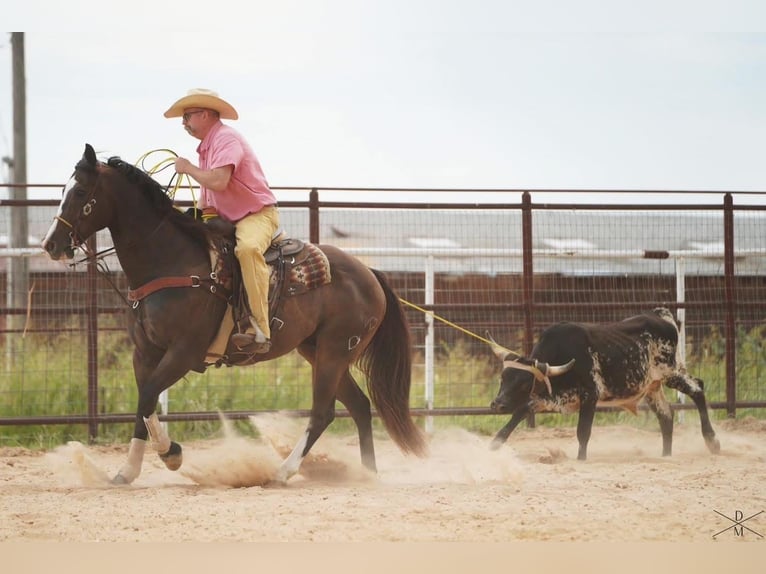American Quarter Horse Wałach 17 lat 165 cm Gniada in Weatherford, TX