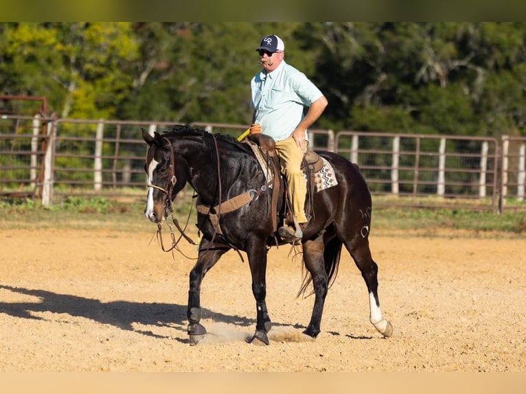 American Quarter Horse Wałach 17 lat 165 cm Gniada in Weatherford, TX