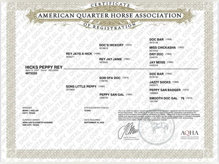 American Quarter Horse Wałach 18 lat 150 cm Cisawa in Ore City TX