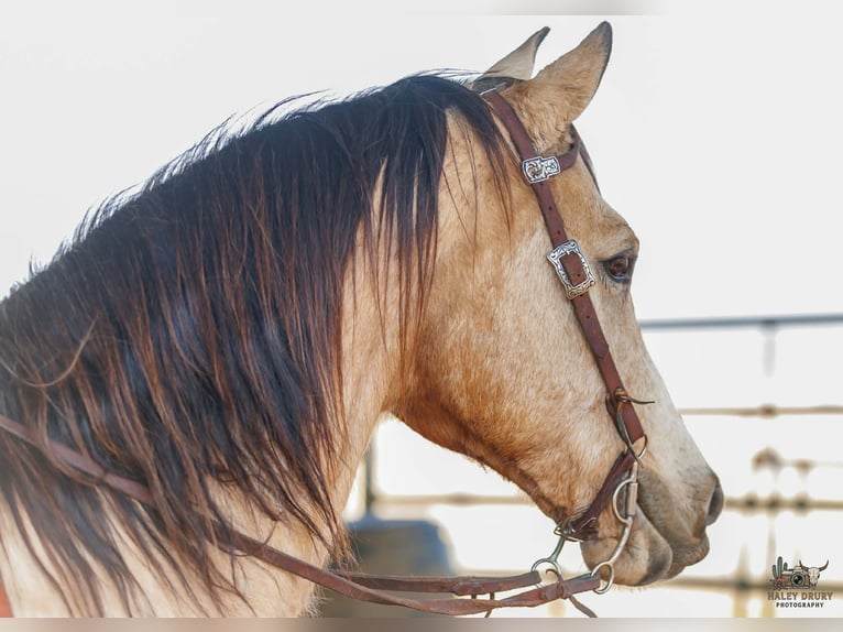 American Quarter Horse Wałach 18 lat 150 cm Jelenia in Auburn