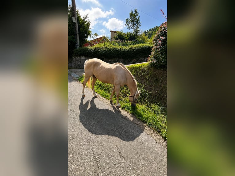 American Quarter Horse Mix Wałach 18 lat 151 cm Izabelowata in Asturias