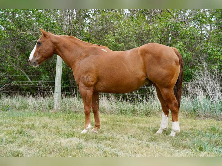 American Quarter Horse Wałach 18 lat 152 cm Cisawa in Corsica