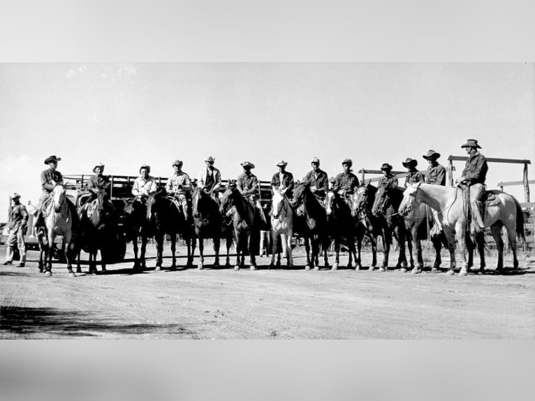 American Quarter Horse Wałach 18 lat 157 cm Siwa in Clover