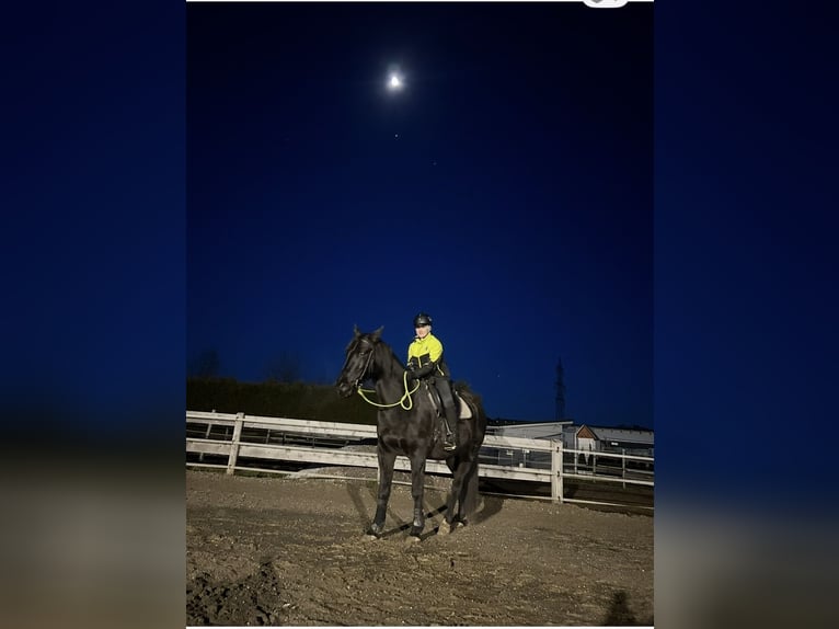 American Quarter Horse Mix Wałach 19 lat 160 cm Kara in Tainach