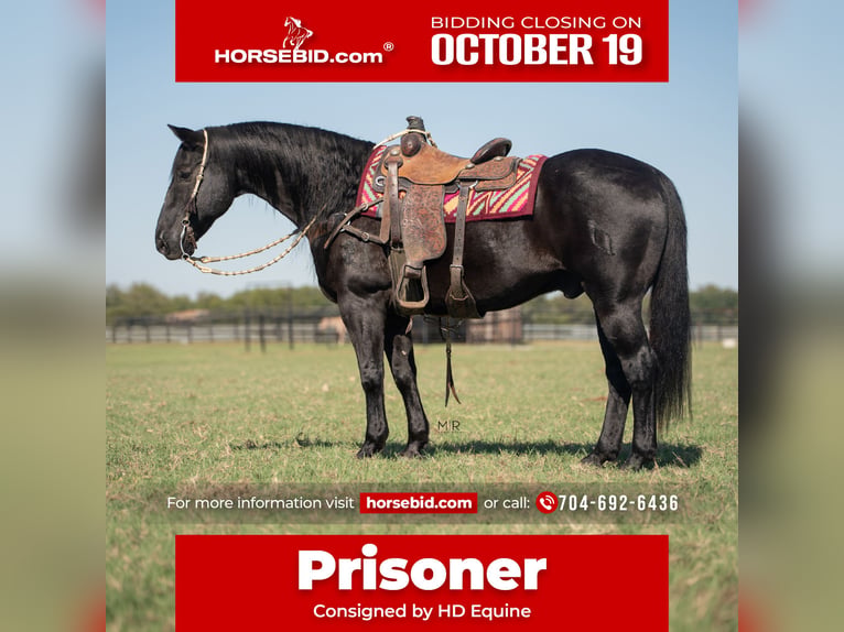 American Quarter Horse Wałach 19 lat Kara in Madill