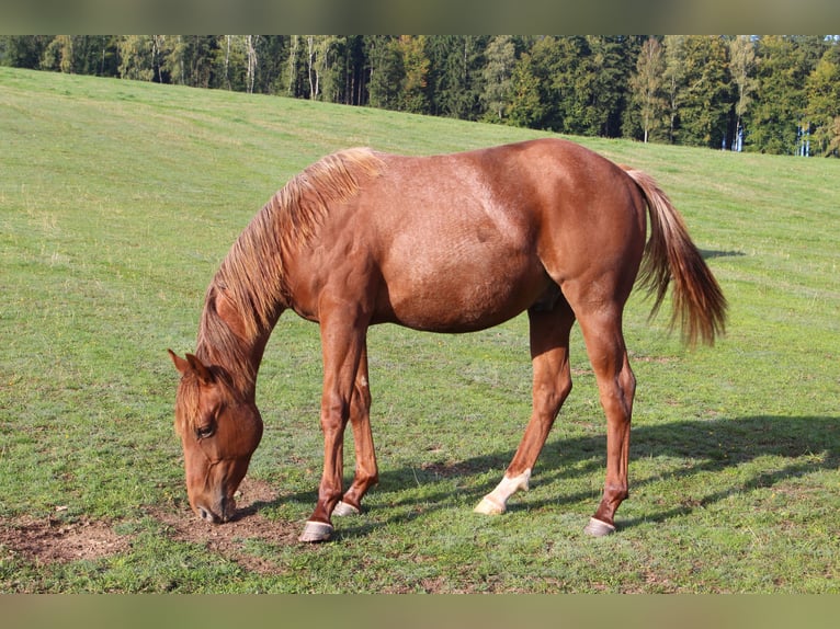 American Quarter Horse Wałach 1 Rok 138 cm Kasztanowatodereszowata in STÁRKOV