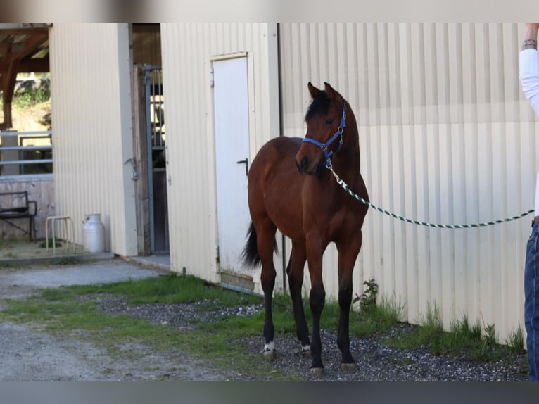 American Quarter Horse Wałach 1 Rok 140 cm Kasztanowata in Aspach