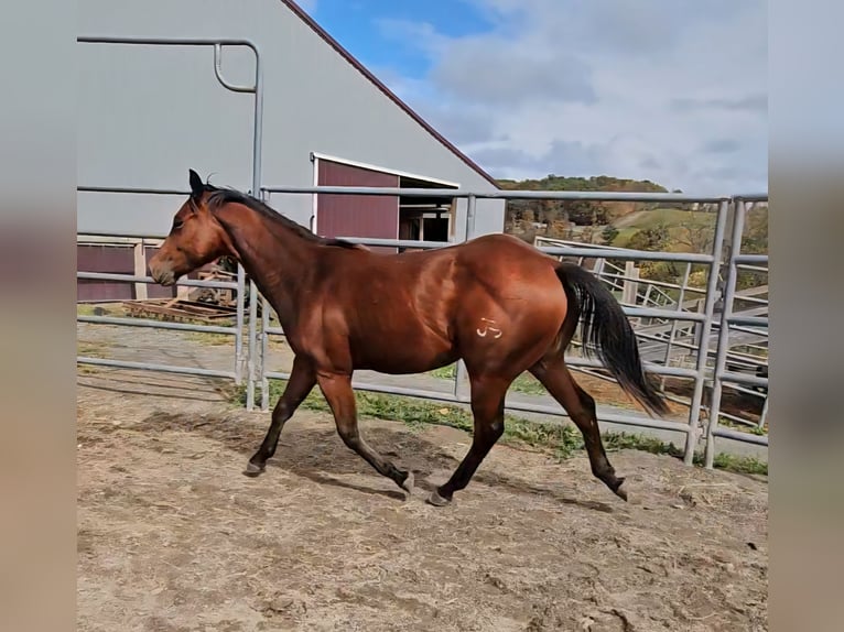 American Quarter Horse Wałach 1 Rok 142 cm Gniada in Columbia Cross Roads