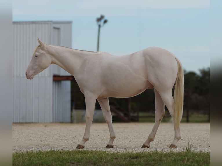 American Quarter Horse Wałach 1 Rok 142 cm Perlino in Cisco