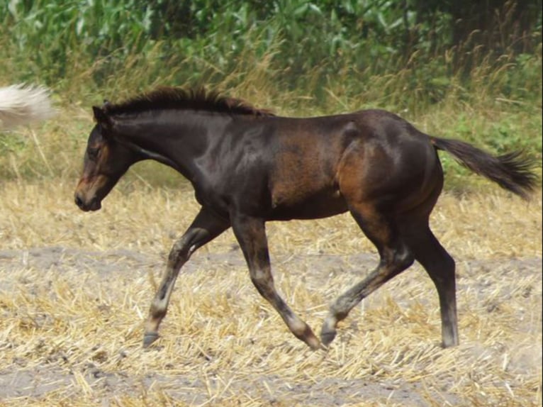 American Quarter Horse Wałach 1 Rok 145 cm Ciemnogniada in Linsburg