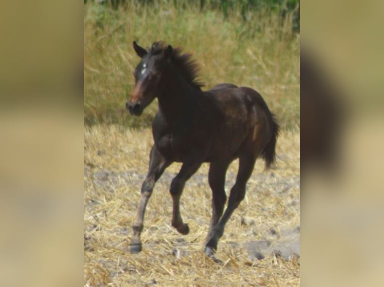 American Quarter Horse Wałach 1 Rok 145 cm Ciemnogniada in Linsburg