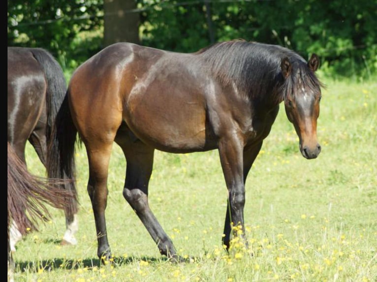 American Quarter Horse Wałach 1 Rok 148 cm Ciemnogniada in Linsburg
