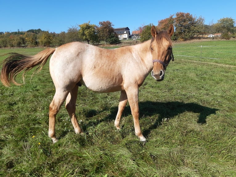 American Quarter Horse Wałach 1 Rok 150 cm Bułana in Erbendorf